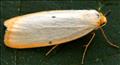 2040 (72.038) Four-dotted Footman